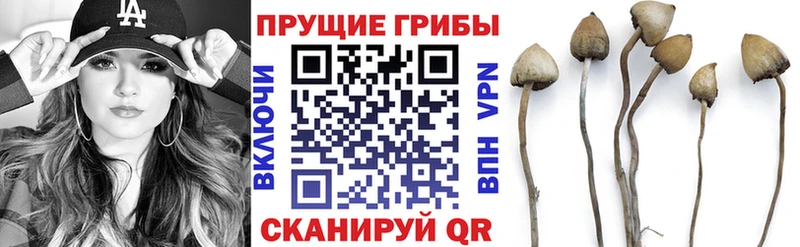 сколько стоит  Каргополь  кракен маркетплейс  Псилоцибиновые грибы мухоморы 